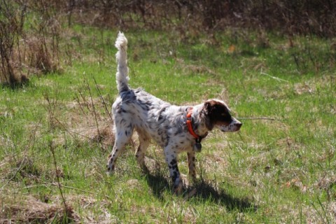 Widget "Ginger" from Spices litter 2012 out of Tori sired by Count