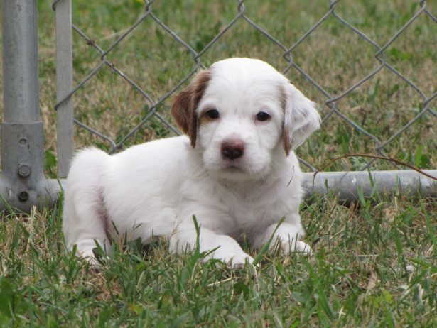 Male Orange/White Llewellin Setter Puppy out of Addie by Ike