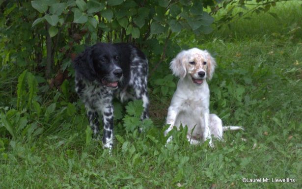 Moss and Clair: Llewellin Setter Puppies
