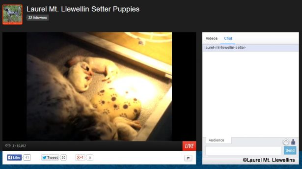 Laurel Mt Llewellin Setters Live Puppy Cam