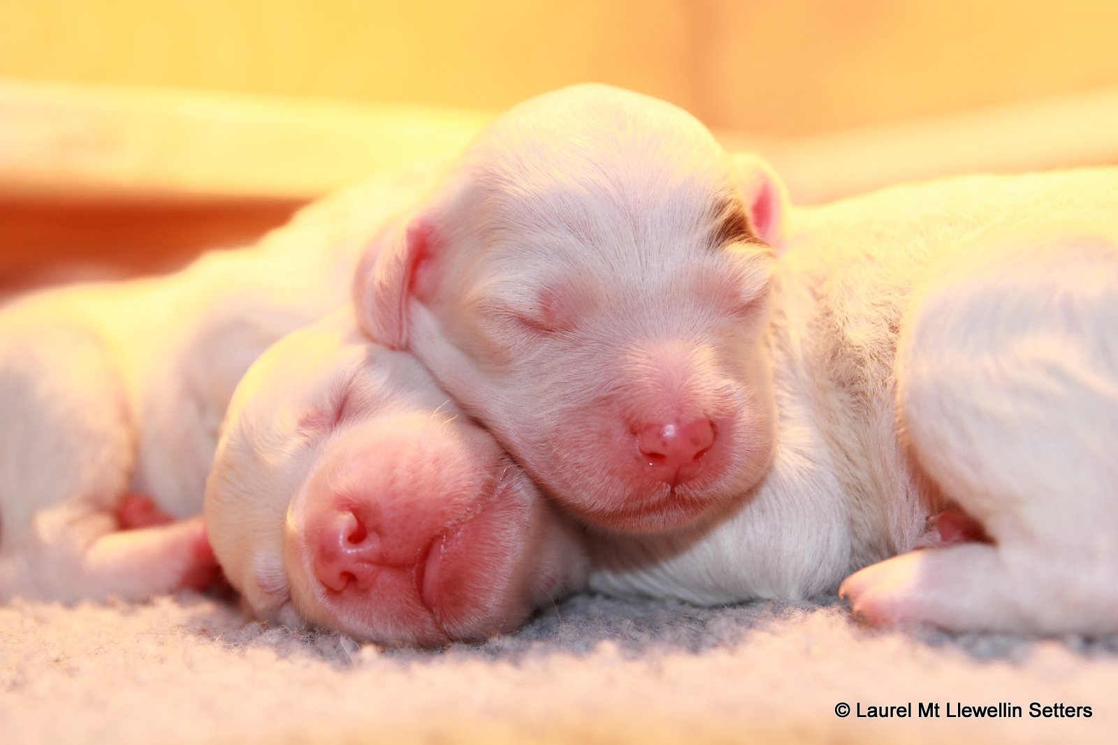 Llewellin Setter Puppies Sleeping