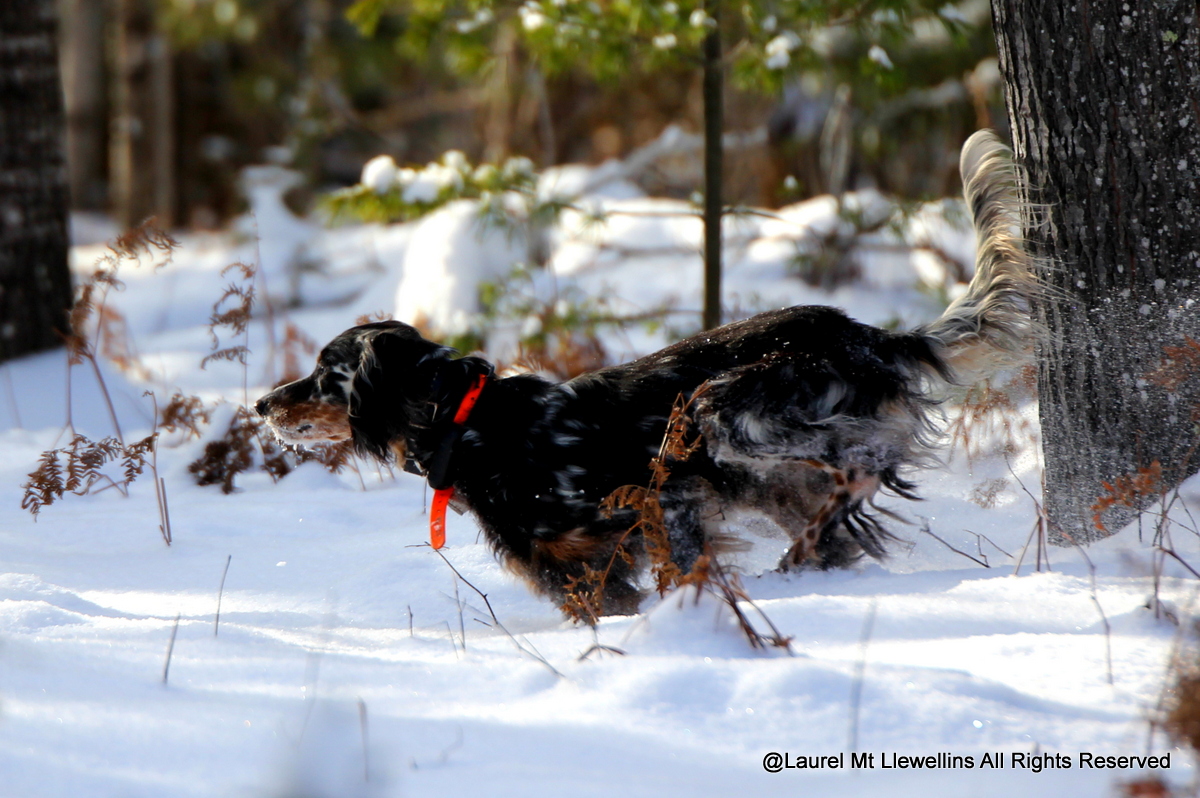One of our Llewellin Setters, Count, on a wintery Ruffed Grouse hunt.