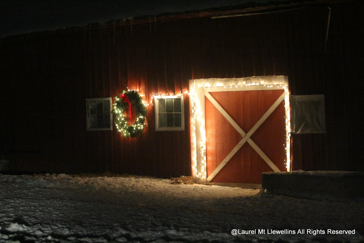 Our barn/kennels decorated a bit for the holidays