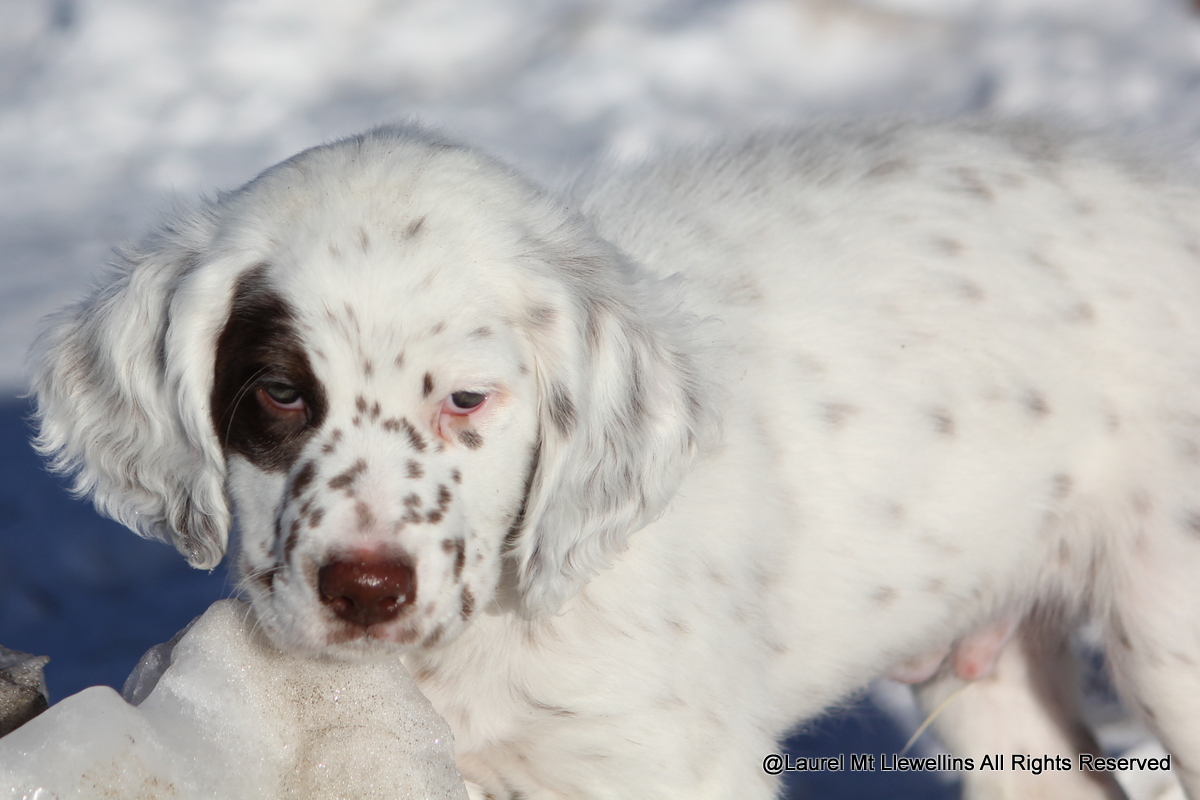 Male chestnut/white Llewellin Setter puppy, Orion