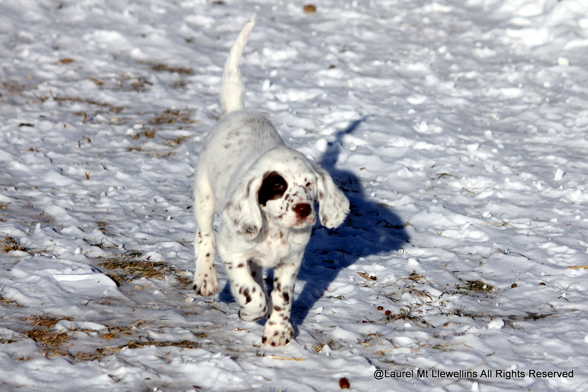 Orion, chestnut/white male Llewellin Setter Puppy