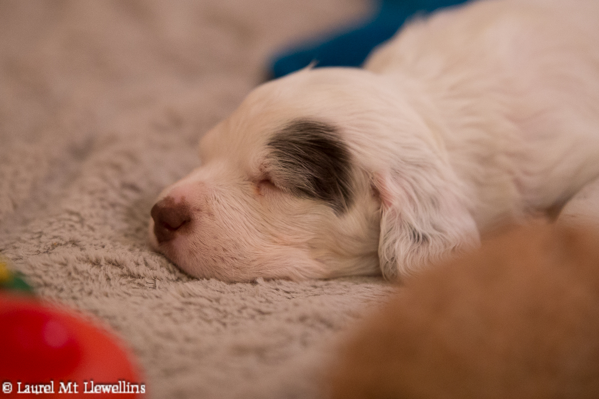 Ion (Male: White/Chestnut) Llewellin Setter Puppy