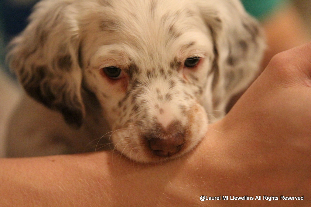 #8: Female Llewellin Setter Puppy - Nika - Tri-Chestnut Belton (Pink Collar)