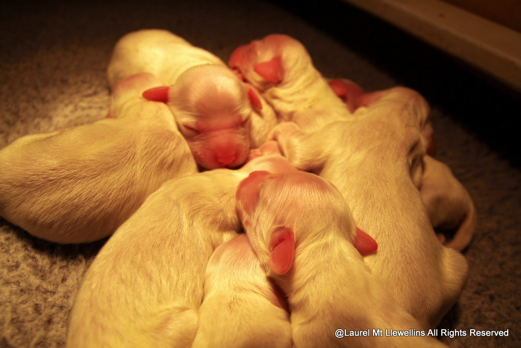 Maddie x Doc's 8 Llewellin Setter Puppies