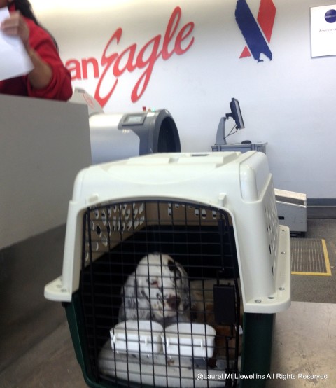 Ion (now, Roy) getting checked in for his flight.