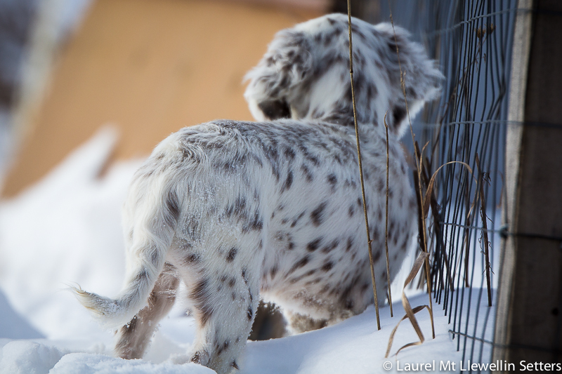 Llewellin Setter puppy, Orion, exploring the outside world.