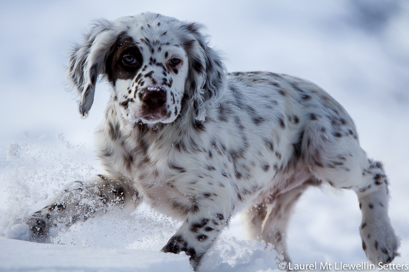 Laurel Mountain Llewellin Setter Puppy, Orion, in the snow