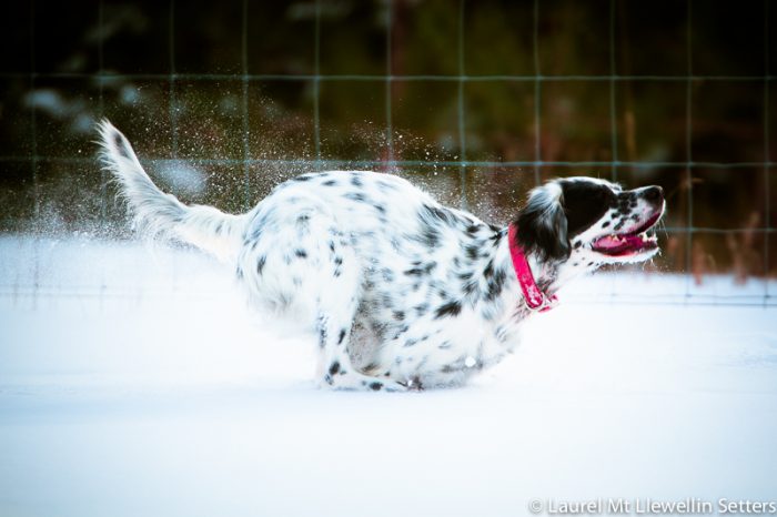 Llewellin Setter, Tarra, running in the snow