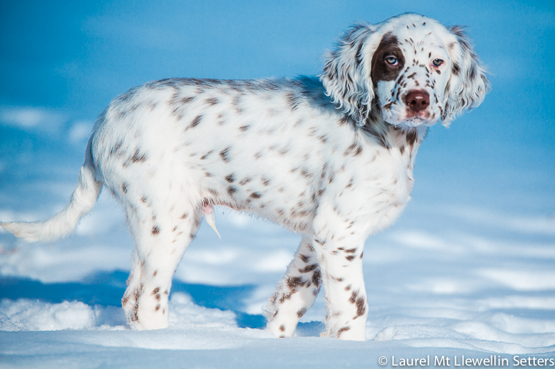 Lovely Orion, Llewellin Setter puppy.