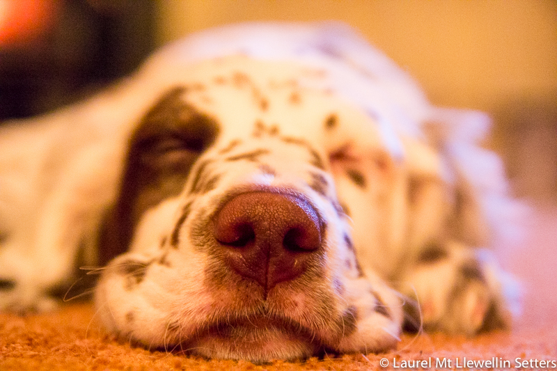 Photo of a Llewellin Setter Puppy nose!