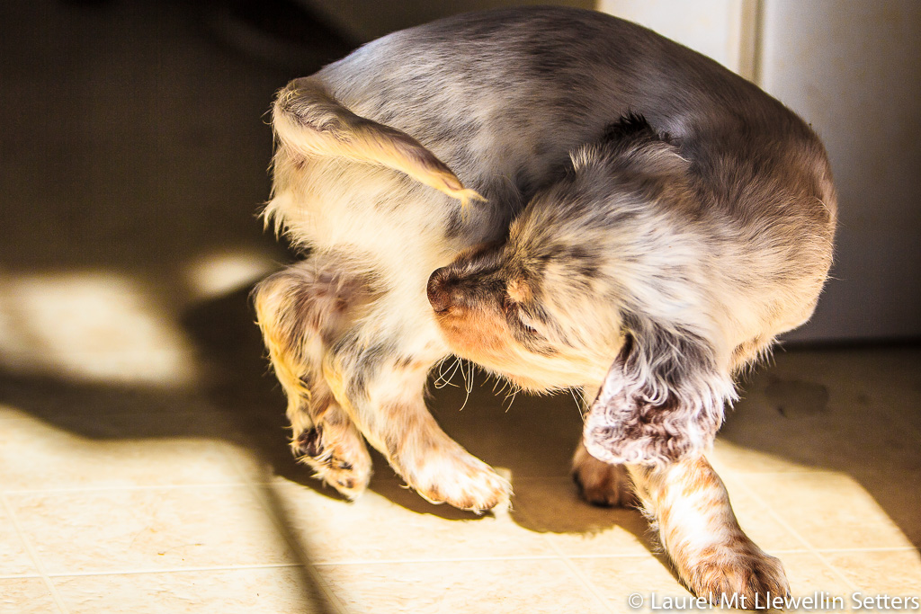 Timber, a tri-chestnut Llewellin Setter puppy out of Maddie x Doc