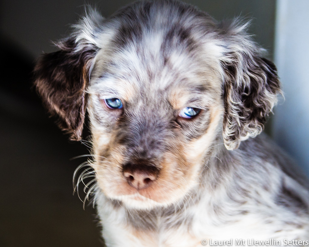 Timber, tri-chestnut male Llewellin Setter Puppy