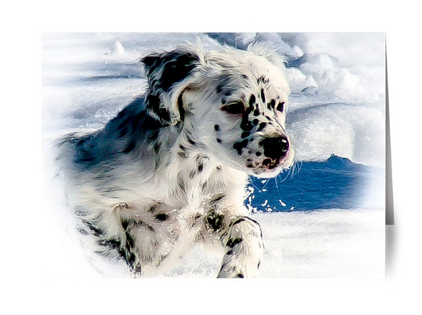 Blue Belton Llewellin Setter Puppy Card