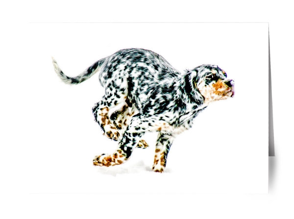 Tri-color Llewellin Pup Notecard