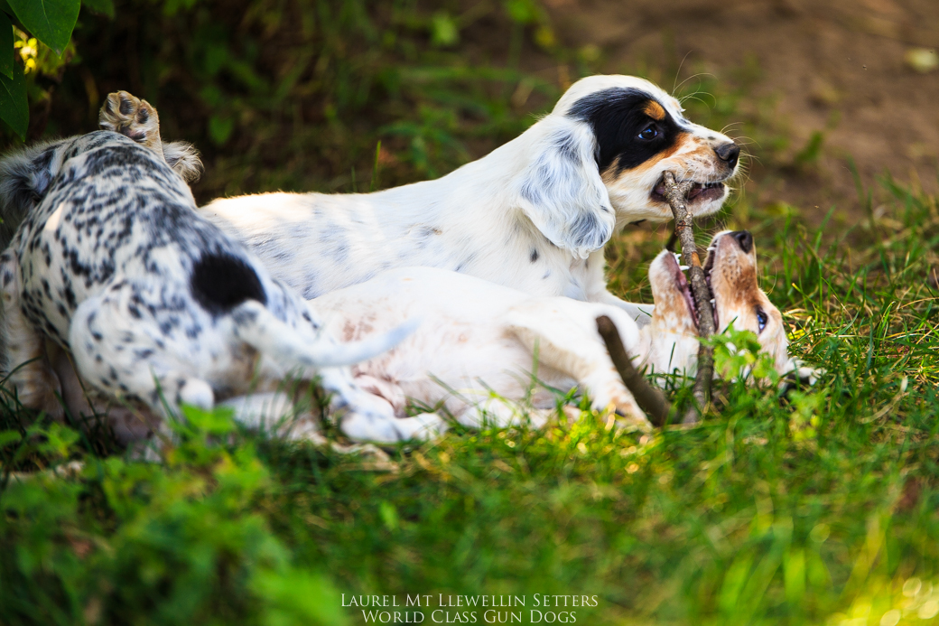 Nash x Count, llewellin setter, puppies sharing a stick 