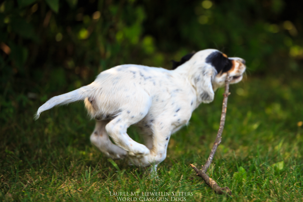 Zeus, laurel mt llewellin setter puppy takes off with the stick