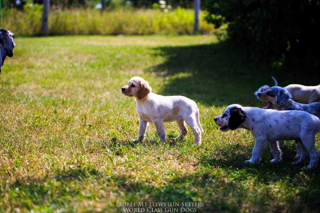 Llewellin Setter puppies pointing a wing