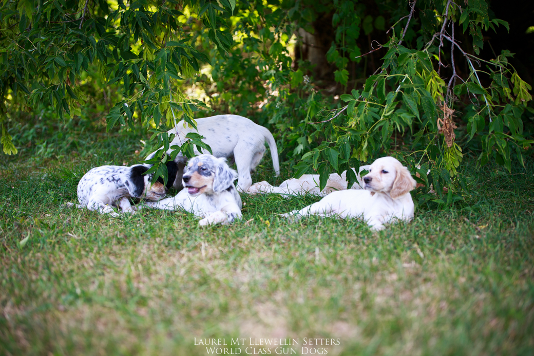 Puppies taking a break in the shade.