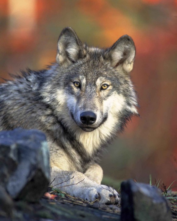 Grey wolf. Public domain image