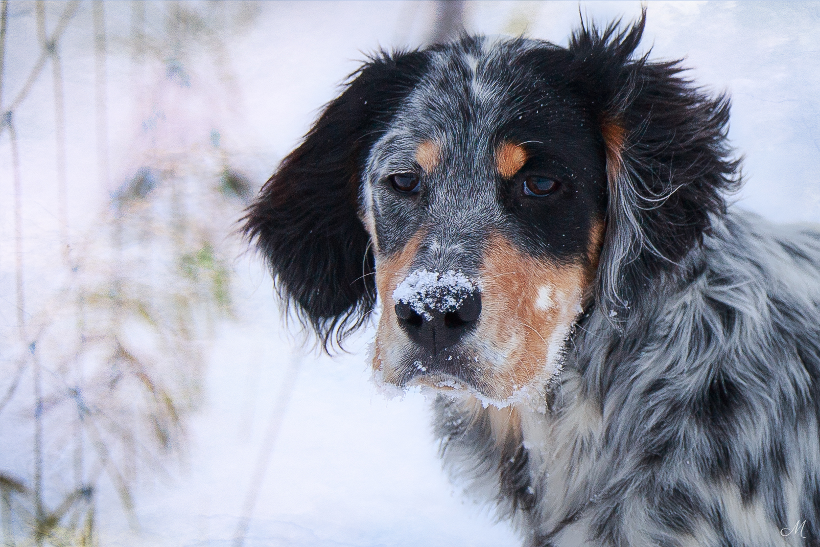 Tri-color Llewellin Setter puppy, Alex is available