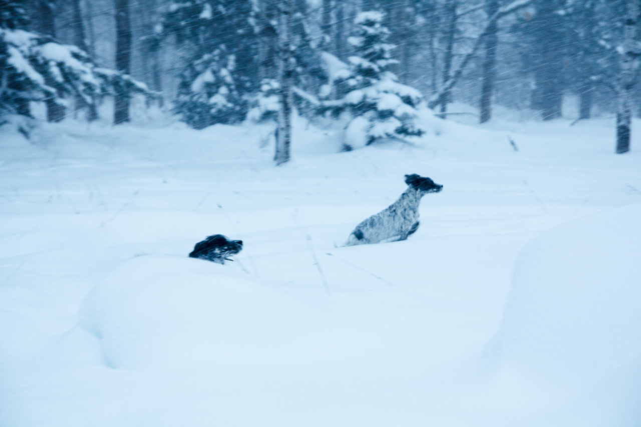 The pups exploring