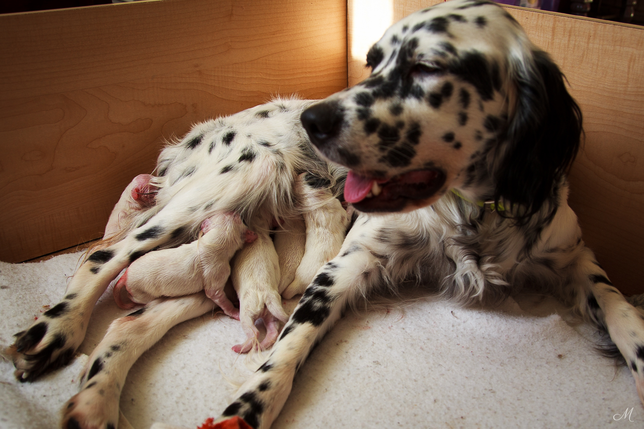 Cree and pups