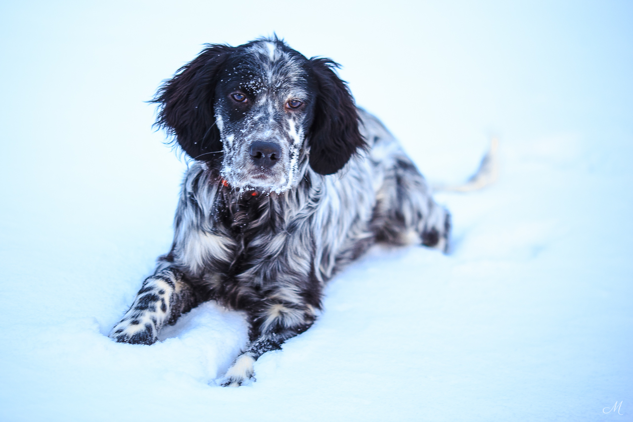 Jesse James puppy