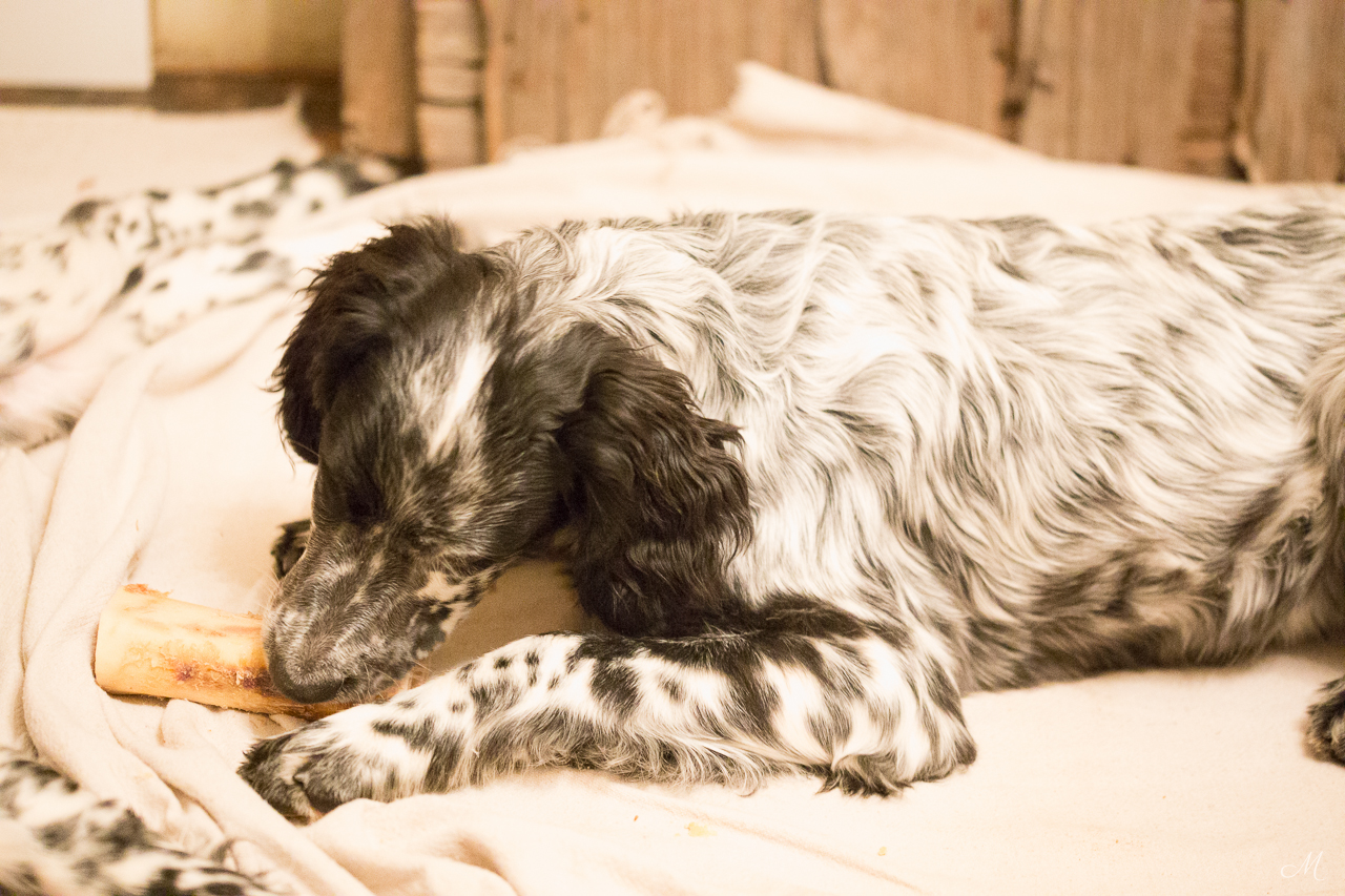 Jesse enjoying his new bone