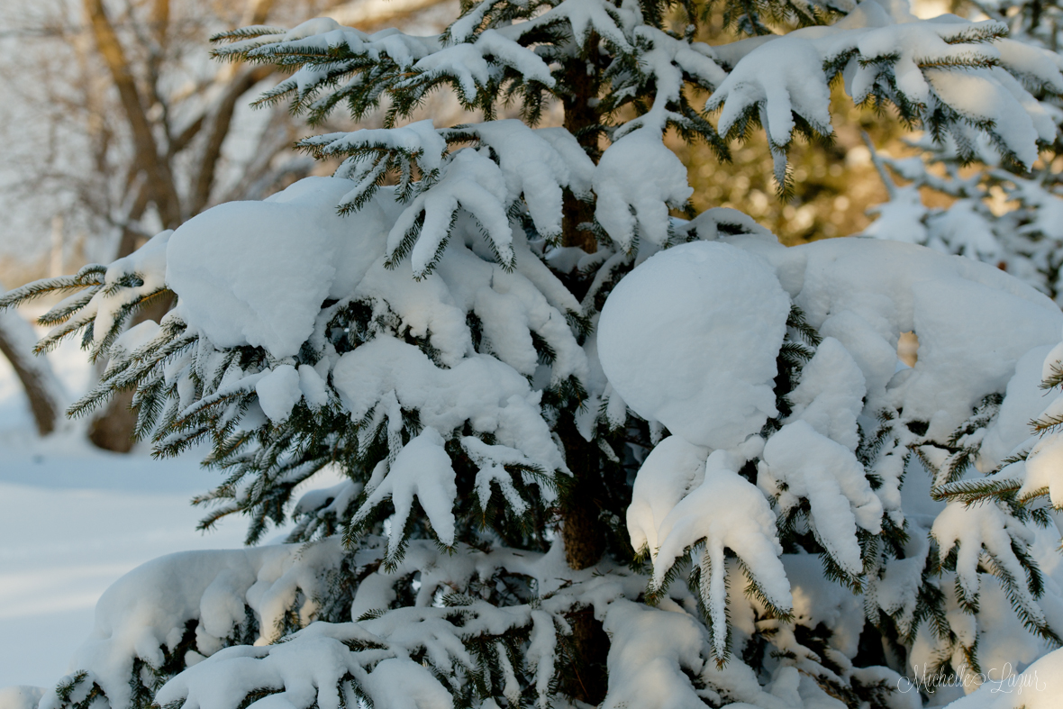 Snowy scene from the back yard