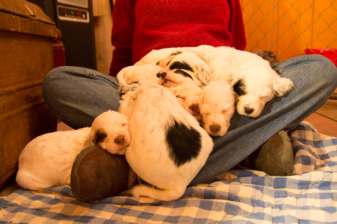 Laurel Mt Llewellin Setter Puppies--Santana x Count--sleeping in my lap