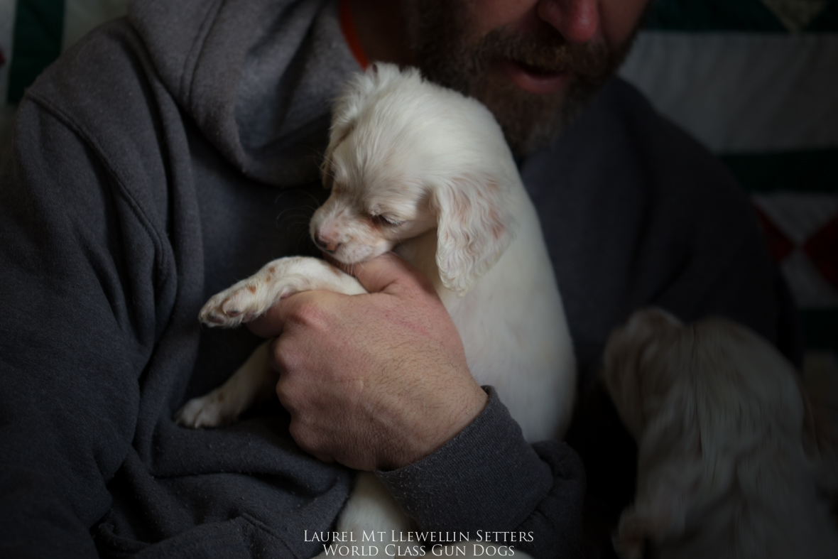 Desire--Orange Belton Female Laurel Mountain Llewellin Setter puppy