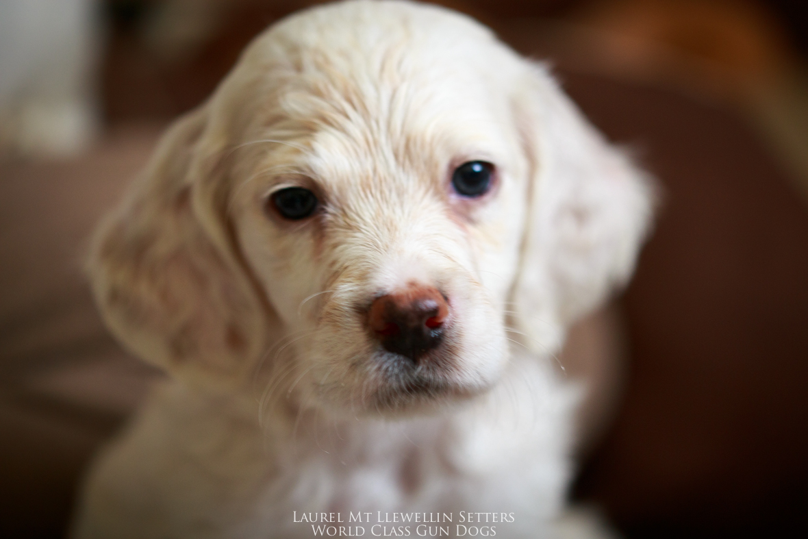 Oceanus, male orange belton llewellin setter puppy