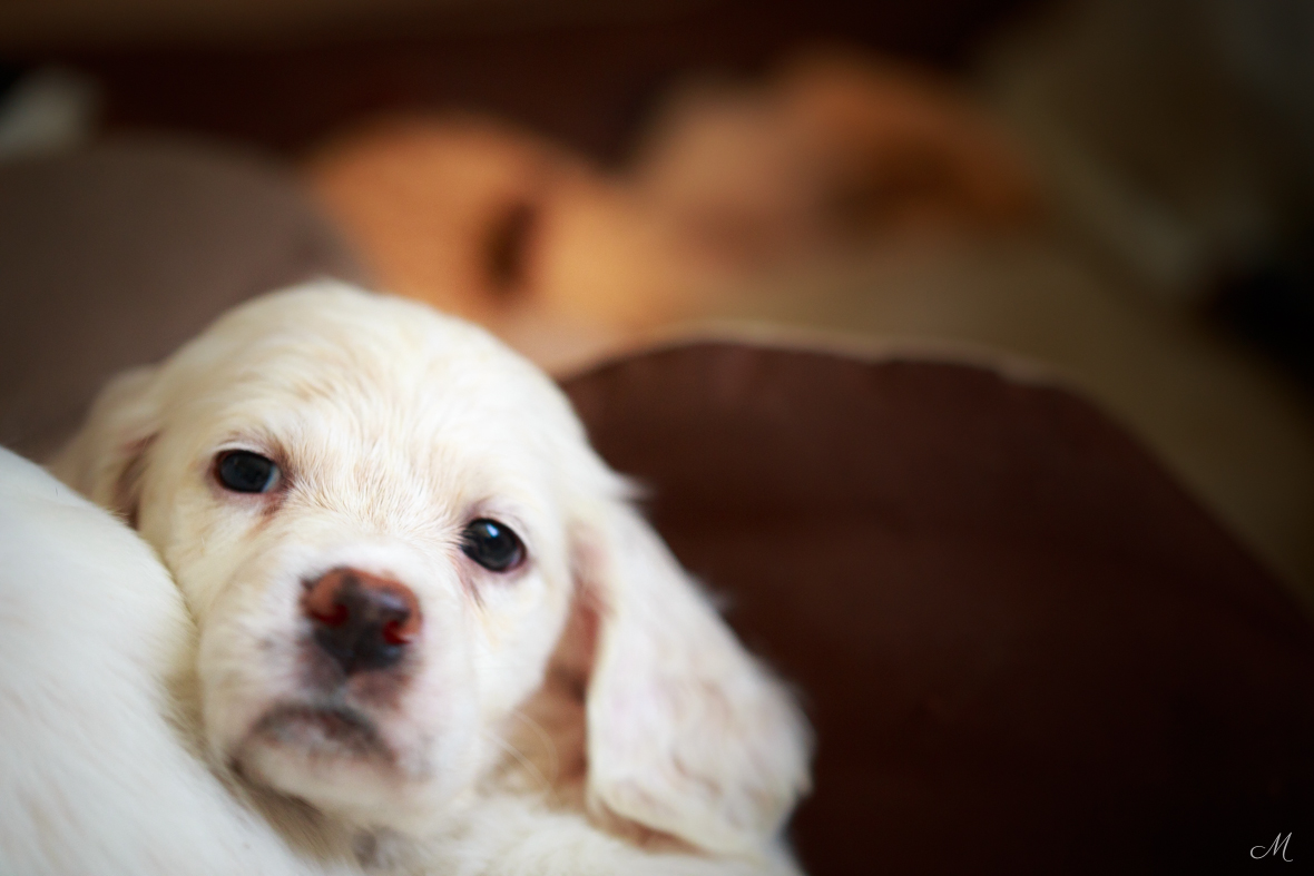 Laurel Mt. Llewellin Setter puppy, Jasper.