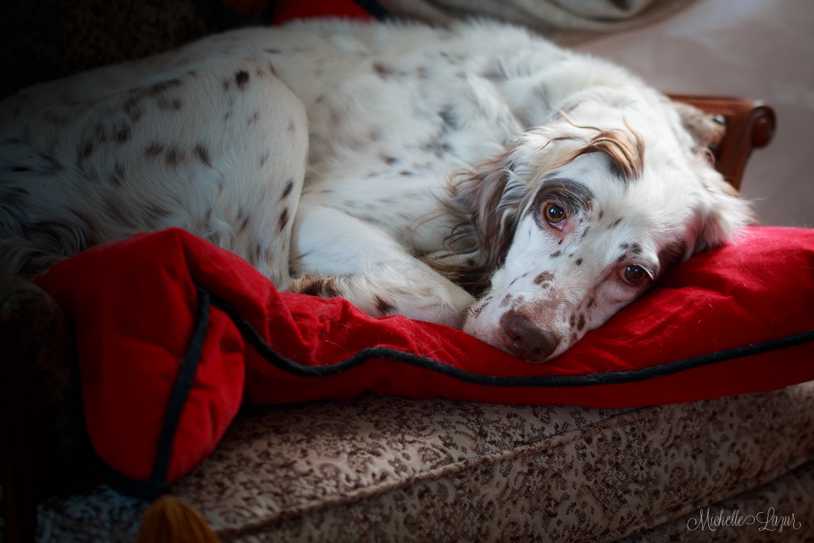 Darling Laurel Mt Llewellin's Santana taking a break from puppies.