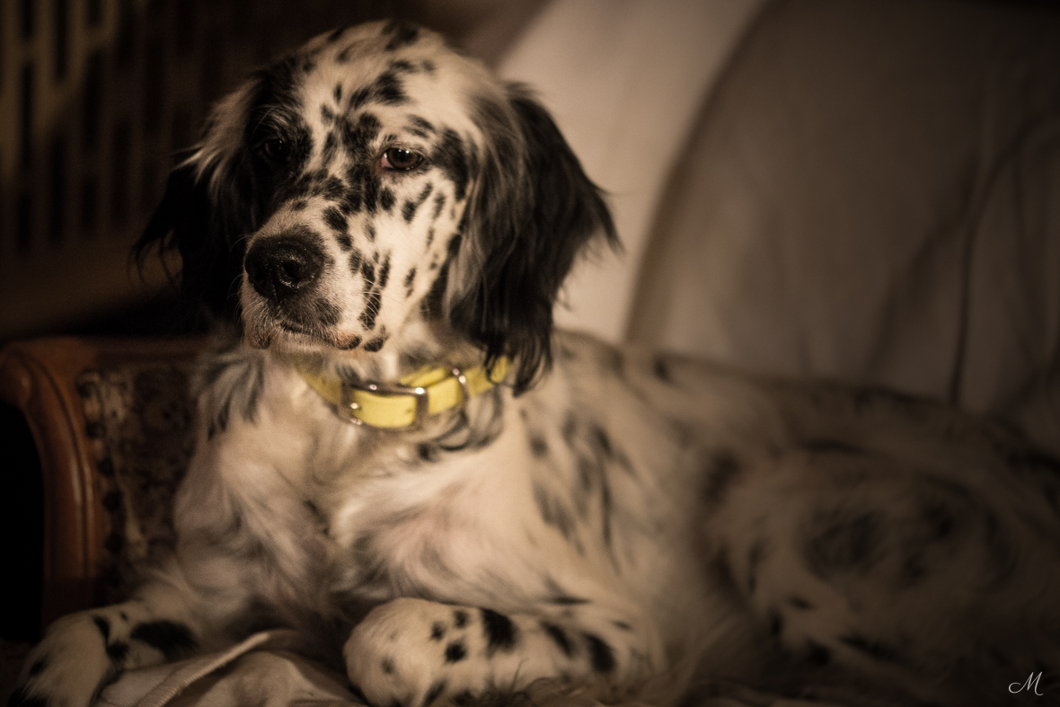 Cree, beautiful Llewellin Setter