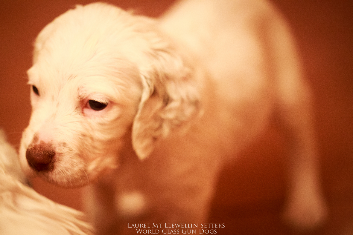 "Sookee"puppy-male chestnut belton llewellin setter puppy out of Santana by Count