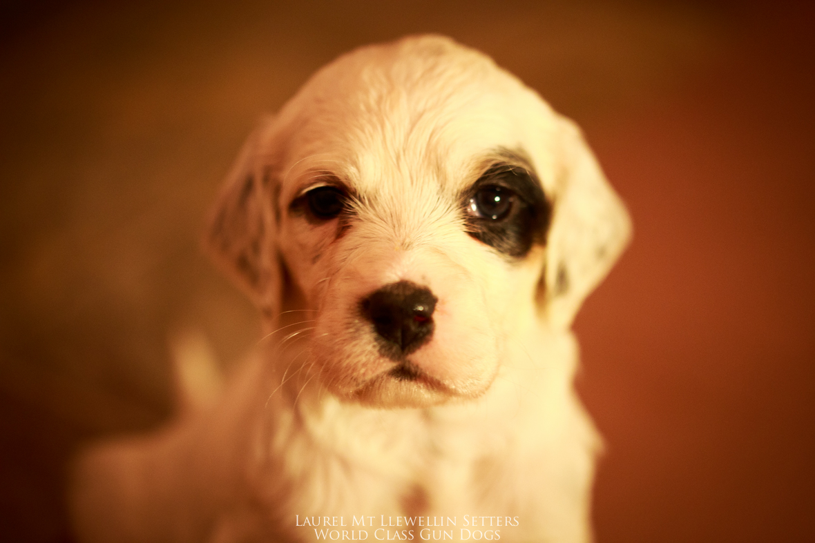 Countess Emily--female llewellin setter puppy out of Santana by Count