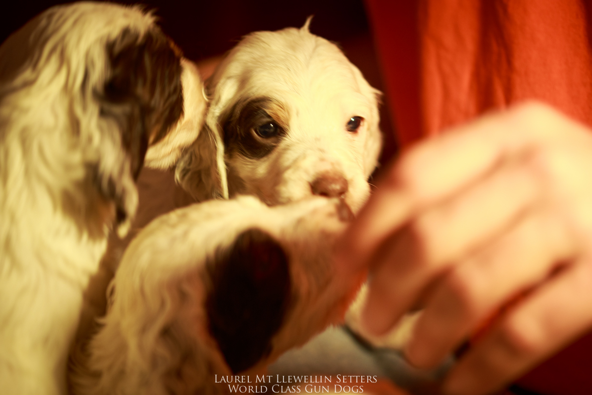 Laurel Mt Llewellin Setter puppies