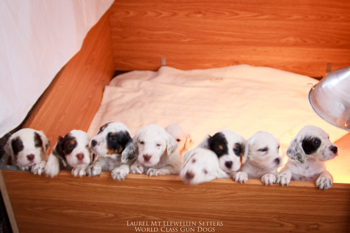 Santana & Count's 9 Llewellin Setter Puppies