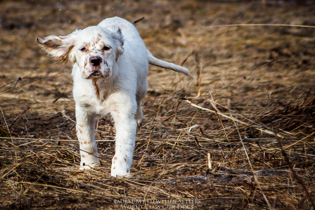 Hank, an orange belton Laurel Mt. Llewellin Setter puppy