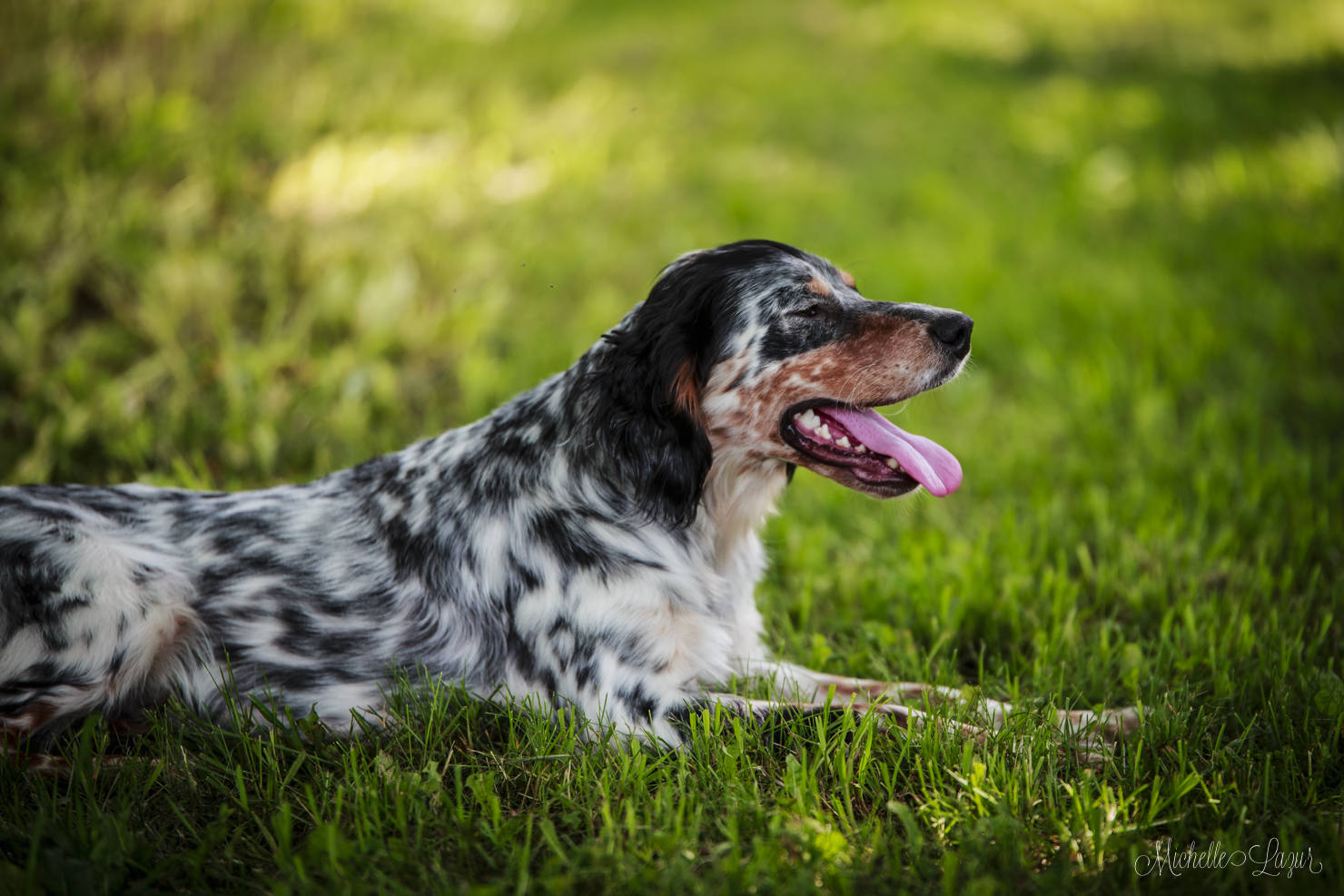 Llewellin Setter, Abe, cooling off in the grass. 20150627-_MG_8099