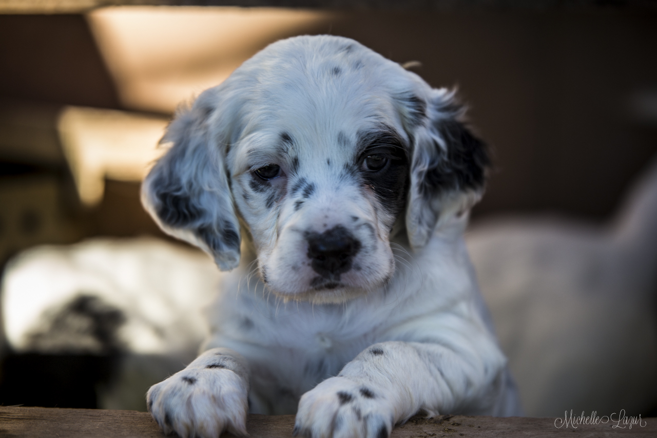 Laurel Mt. Llewellin Setter puppies 20150804-_MG_8798