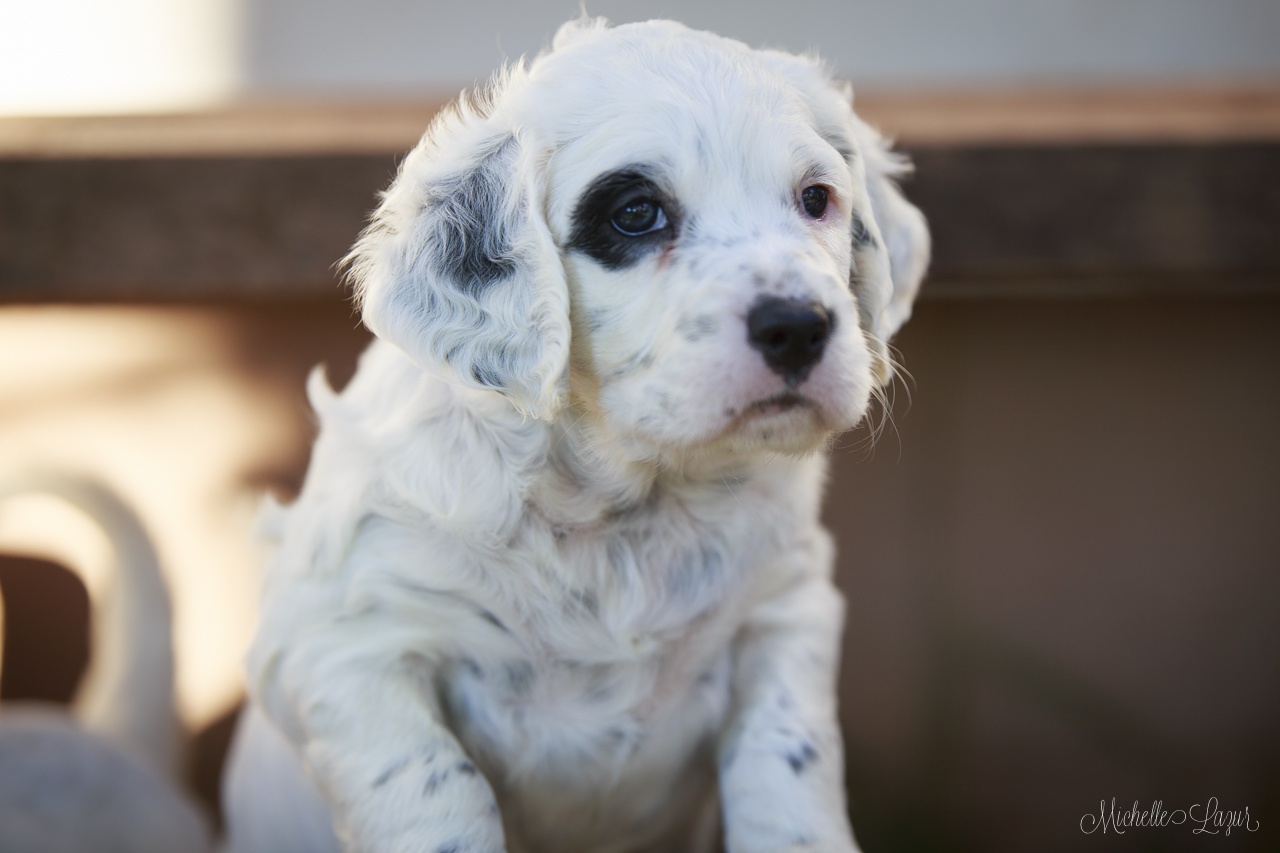 Laurel Mt. Llewellin Setter puppies  20150804-_MG_8807