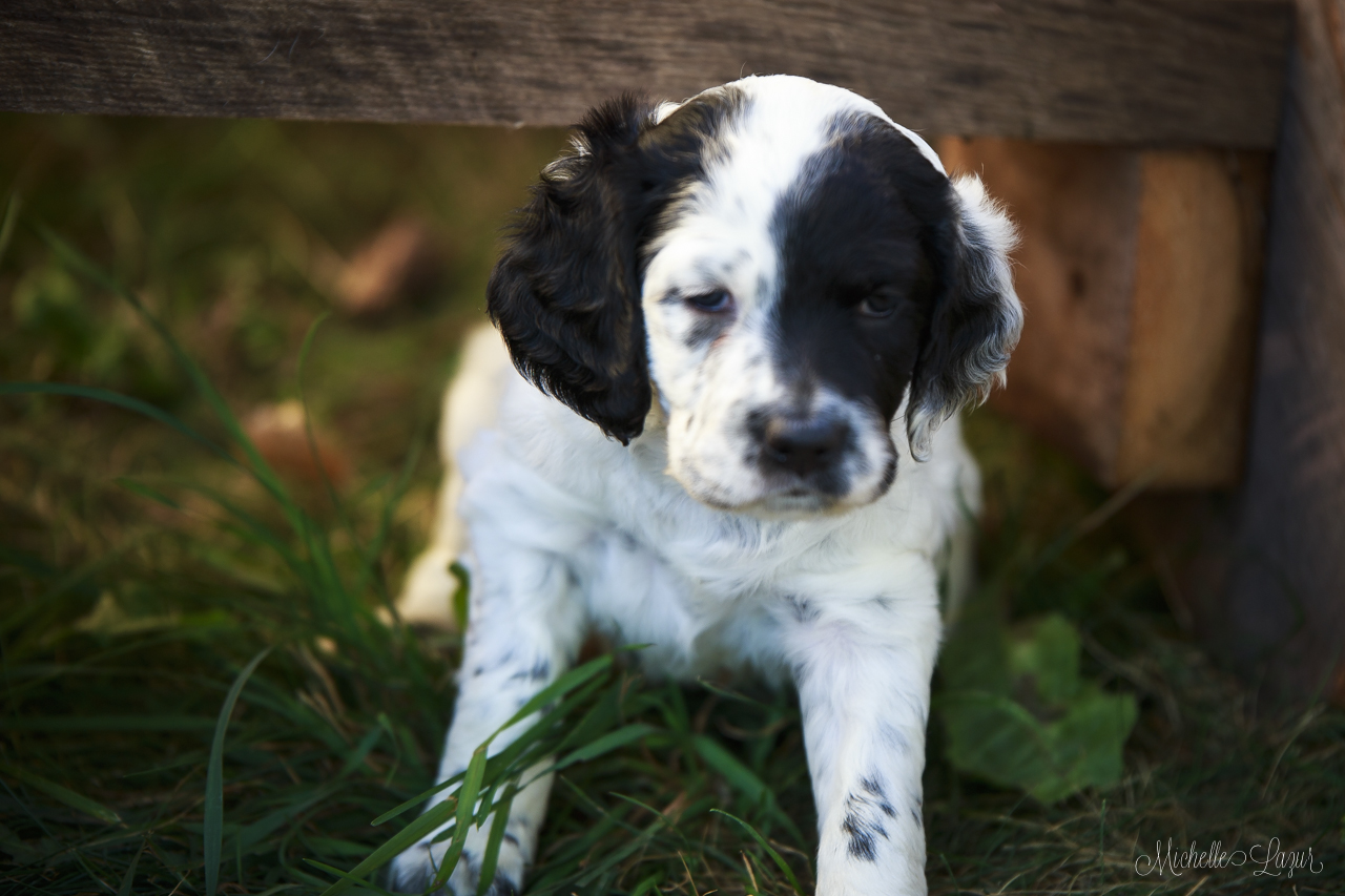 Laurel Mt. Llewellin Setter puppies 20150804-_MG_8814