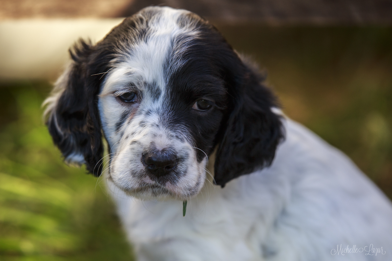 Laurel Mt. Llewellin Setter puppies 20150804-_MG_8818