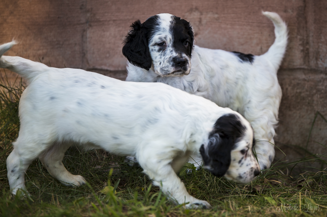 Laurel Mt. Llewellin Setter puppies 20150804-_MG_8821